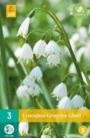 Leucojum gravetye giant 3 bollen - thumbnail
