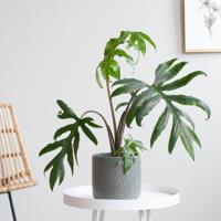 Alocasia Branchifolia Pink Passion - P15 - thumbnail