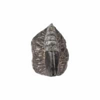 Orthoceras Punt in Moedersteen Klein - thumbnail