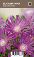 Vips Delosperma cooperi Table Mountain - IJsbloem - thumbnail