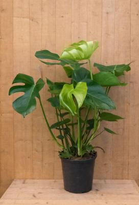 Monstera gatenplant kamerplant potmaat 22 cm H110-130 cm Warentuin Natuurlijk - Warentuin natuurlijk