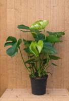 Monstera gatenplant kamerplant potmaat 22 cm H110-130 cm Warentuin Natuurlijk - Warentuin natuurlijk - thumbnail