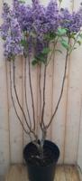 Sering Syringa vulgaris blauw-paars 100 cm Warentuin Natuurlijk - Warentuin natuurlijk - thumbnail