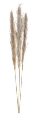 Pampas cv pc3 nat.mat115 cm