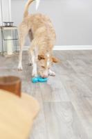 TRIXIE Slang voor lekkers - 18 cm - thumbnail