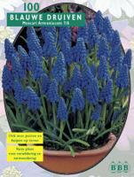 Blauwe Druifjes - thumbnail