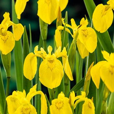 Gele iris (Iris pseudacorus) moerasplant (6-stuks)