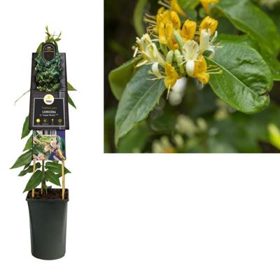 Lonicera henryi 'Copper Beauty' PBR - Kamperfoelie Lonicera henryi 'Copper Beauty' PBR - Kamperfoelie