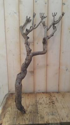 Decoratie tak klein 20 tot 30 cm Warentuin Natuurlijk - Warentuin natuurlijk