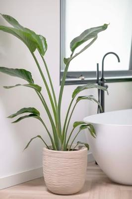 Capi Pot Bol Waste Rib 43x41cm - Terrazzo
