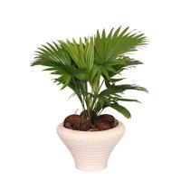 Livistona creme - P 26 cm - thumbnail