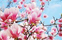 Schilderij - Roze magnolia in volle bloei, 2 maten, premium print , Multikleur - thumbnail