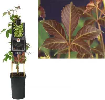 Klimplant Chinese wilde wingerd - Parthenocissus Henryana