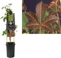 Klimplant Chinese wilde wingerd - Parthenocissus Henryana - thumbnail