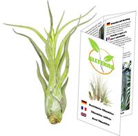 METAZOA PREMIUM PAARDENVOEDING FITRIGHT TIMOTHEE - thumbnail