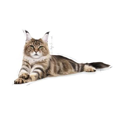 Royal canin maine coon kattenvoer 400 GR