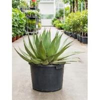 Agave montana billings kamerplant - thumbnail