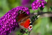 Vlinderstruik - thumbnail