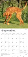 Vizsla Kalender 2026 - thumbnail