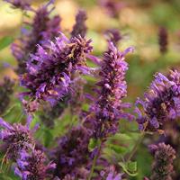 Anijsplant bloemzaden - Dropplant Blue Spike - thumbnail