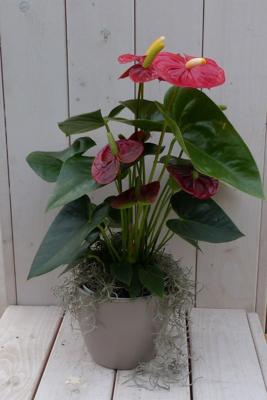 Flamingoplant Anthurium rood in taupe pot 40 cm Warentuin Natuurlijk - Warentuin natuurlijk