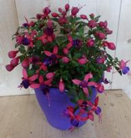 Fuchsia in grote pot donker roze varianten Warentuin Natuurlijk - Warentuin natuurlijk - thumbnail