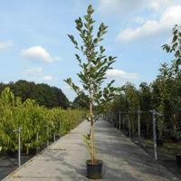 Magnolia struik Heaven Scent - 200 - 250 cm - 4 stuks - thumbnail