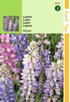 Zaden Lupine Lupine gemengd Hortitops - Hortitops - thumbnail