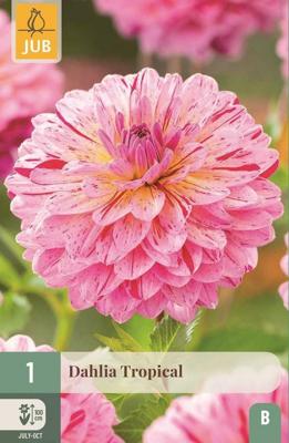Dahlia tropical
