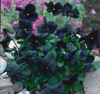 Viola (C) Molly Sanderson Samplant - Samplant - thumbnail