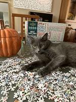 UPG-puzzel - Geweldige Eerste Regels van Literatuur - thumbnail