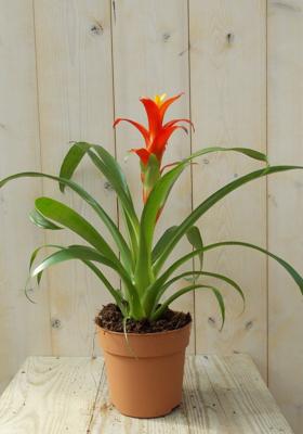Bromelia geel/rood 30 cm Warentuin Natuurlijk - Warentuin natuurlijk