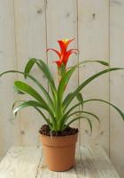 Bromelia geel/rood 30 cm Warentuin Natuurlijk - Warentuin natuurlijk - thumbnail