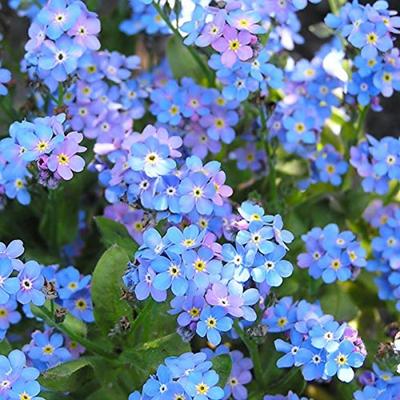 Blauw vergeet-me-nietje van het bos bloemzaden – Vergeet-me-niet