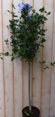 Hibiscus op stam Blauw 100 cm - Warentuin natuurlijk