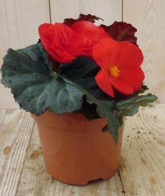 3 stuks! Knolbegonia Tuberhybrida rood Warentuin Natuurlijk - Warentuin natuurlijk