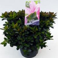 Rododendron (Rhododendron Satsuki "Shinzan") heester - thumbnail