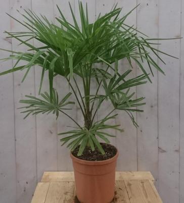 Winterharde Palmboom Trachycarpus Fortunei stamhoogte 20 cm en hoogte 110 cm - Warentuin natuurlijk Winterharde Palmboom Trachycarpus Fortunei stamhoogte 20 cm en hoogte 110 cm - Warentuin natuurlijk