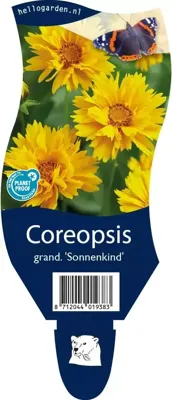 Coreopsis grand. Sonnenkind vaste plant Griffioen - Griffioen Coreopsis grand. Sonnenkind vaste plant Griffioen - Griffioen