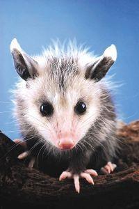 Animal Essences Opossum (buidelrat) 30 Milliliter