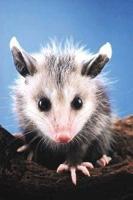 Animal Essences Opossum (buidelrat) 30 Milliliter - thumbnail