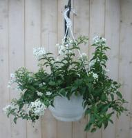Hangplant Sterjasmijn Solanum Jasminoides kuipplant Trachelospermum Warentuin Natuurlijk - Warentuin natuurlijk - thumbnail