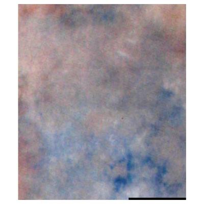 Falcon Eyes Achtergronddoek S122 2,9x7 m Falcon Eyes Achtergronddoek S122 2,9x7 m