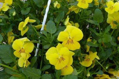 Bosviolen Violen geel hangplant Viola Warentuin Natuurlijk - Warentuin natuurlijk