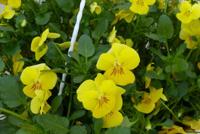 Bosviolen Violen geel hangplant Viola Warentuin Natuurlijk - Warentuin natuurlijk - thumbnail