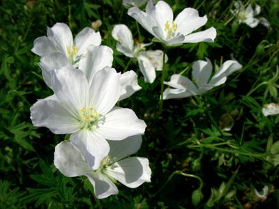 Ooievaarsbek Ooievaarsbek