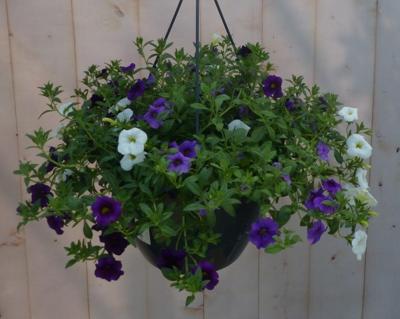Hangplant Petunia Million Bells diverse kleuren Warentuin Natuurlijk - Warentuin natuurlijk