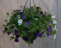 Hangplant Petunia Million Bells diverse kleuren Warentuin Natuurlijk - Warentuin natuurlijk - thumbnail