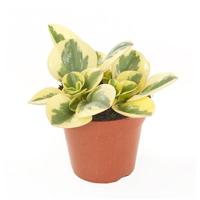 Peperomia Obtusifolia Variegata - P 12 cm - thumbnail