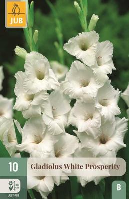 Bloembollen Gladiolus White Prosperity 10st Bloembollen Gladiolus White Prosperity 10st